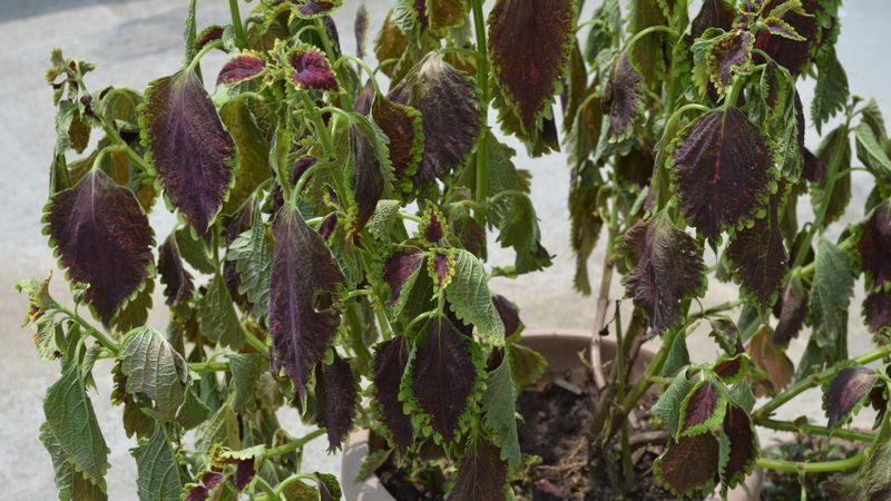 Coleus Quickly Loses Its Good Looks In Soggy Ground