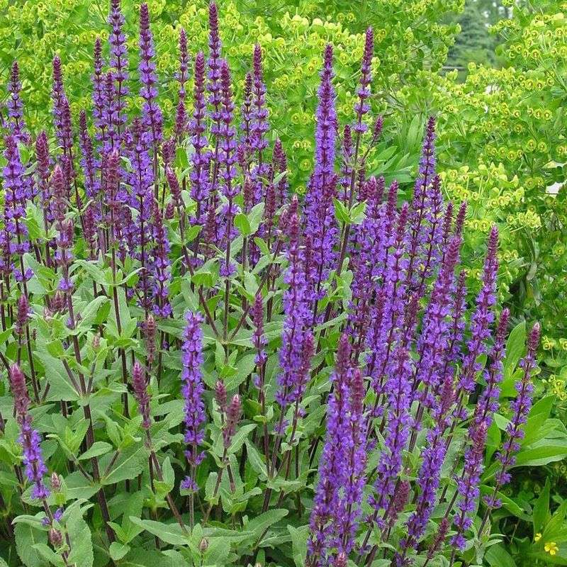 Salvia (Salvia Nemorosa)
