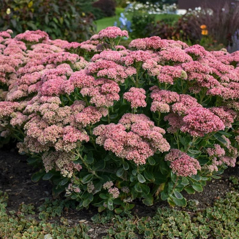 Autumn Joy Sedum (Sedum Autumn Joy)