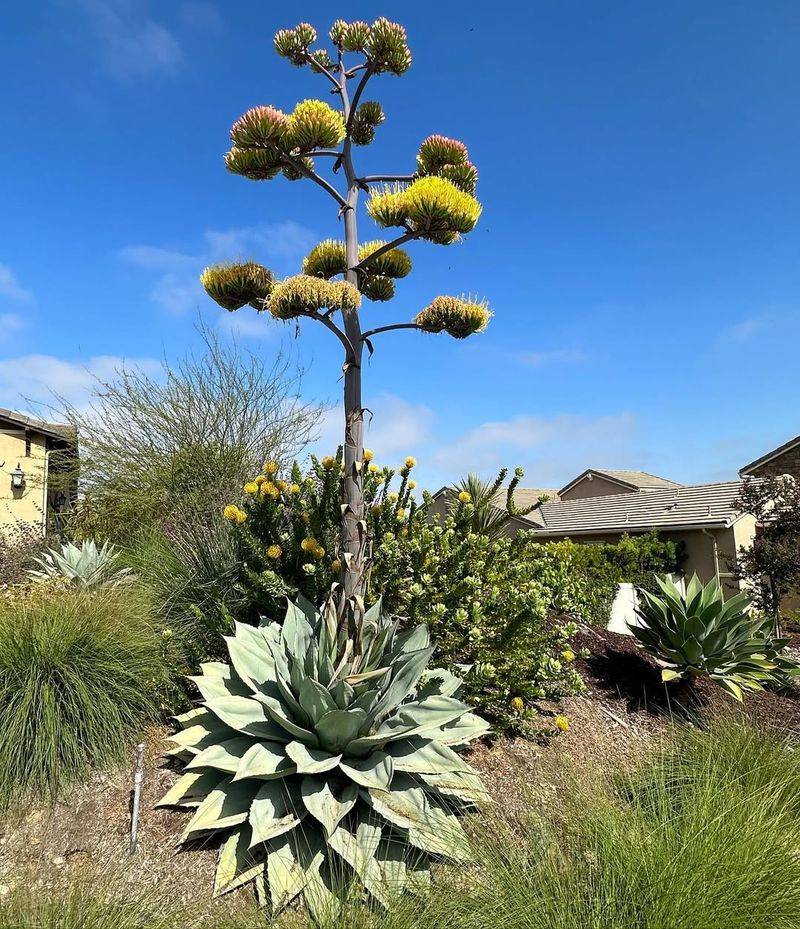 Agave (Agave)