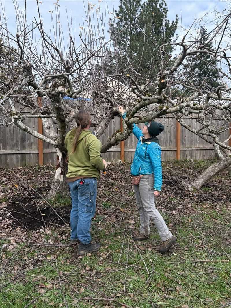 Fruit Trees (Apple And Pear, Late Touch-Up)