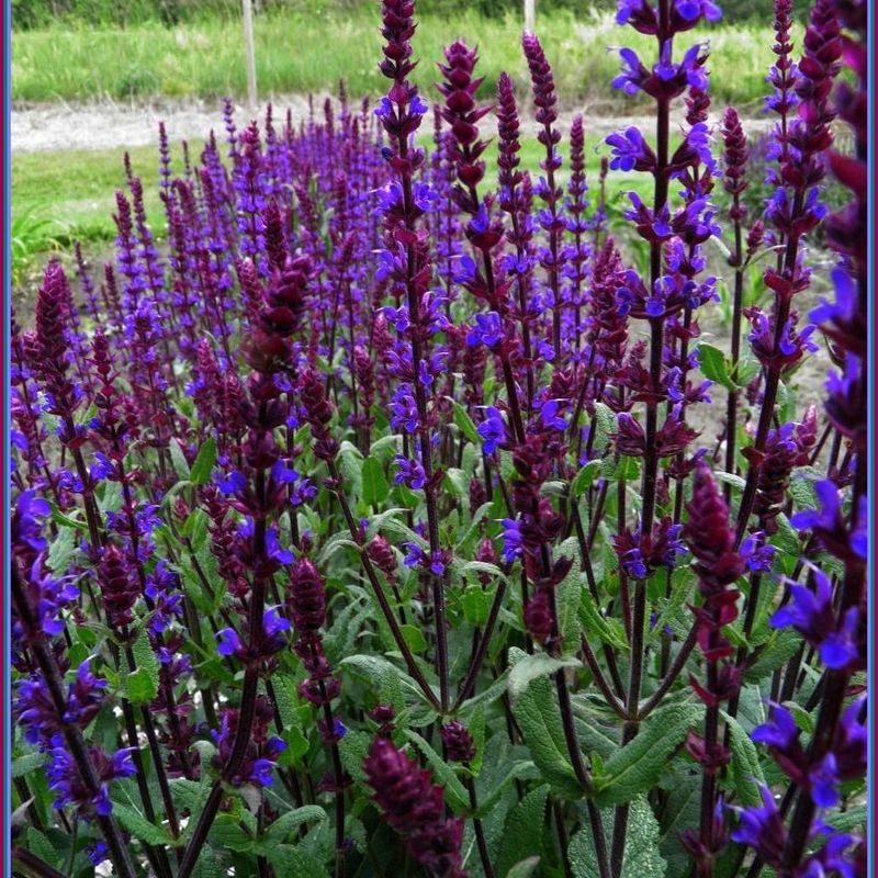 Salvia (Woody Types)