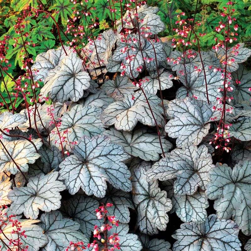 Coral Bells Add Color Without Creating Clutter