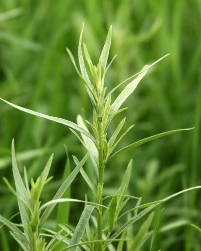 Tarragon Returns Each Year With Minimal Maintenance