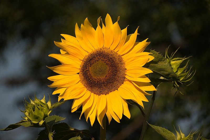 Pollenless Sunflowers Offer Fewer Seeds For Birds