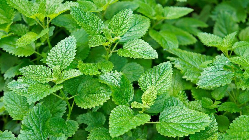 Lemon Balm With Zesty Scented Foliage
