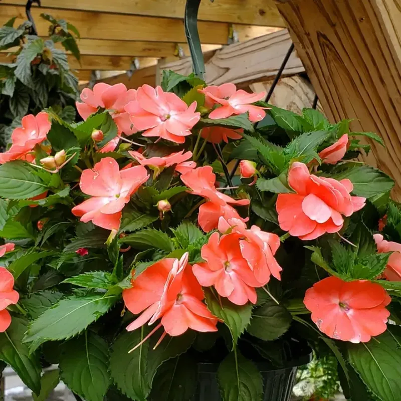 Impatiens