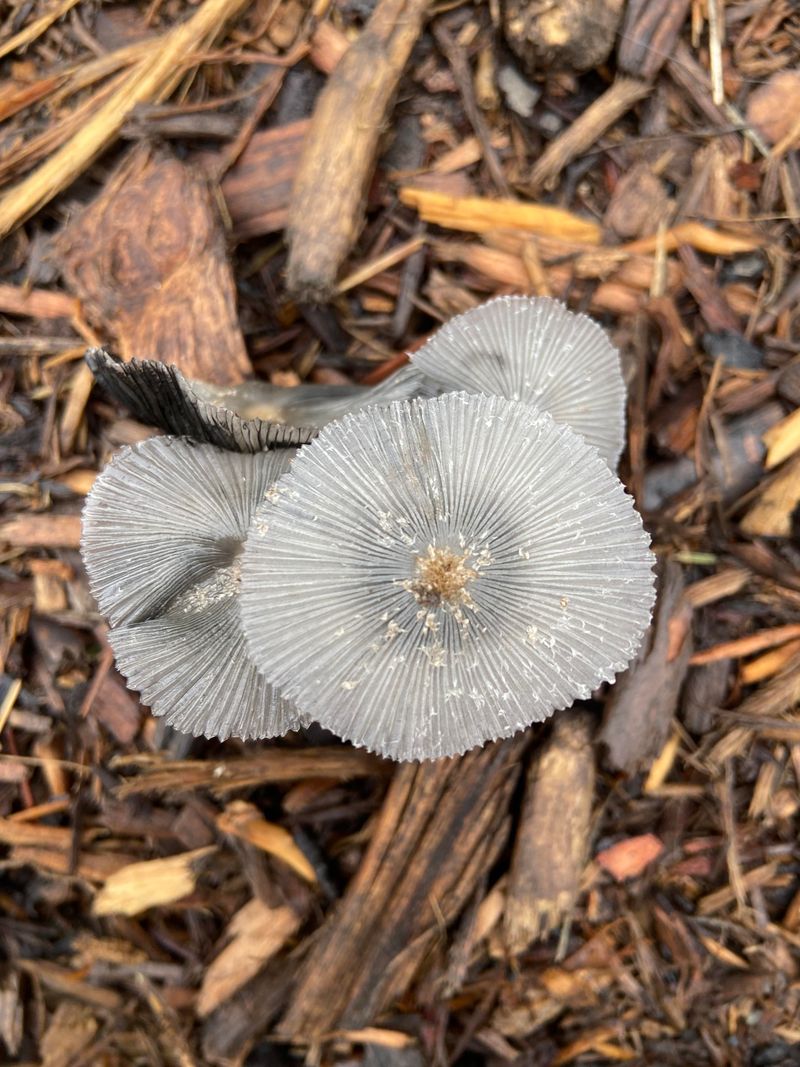 Repeated Mushrooms May Mean Your Soil Has Rich Organic Matter