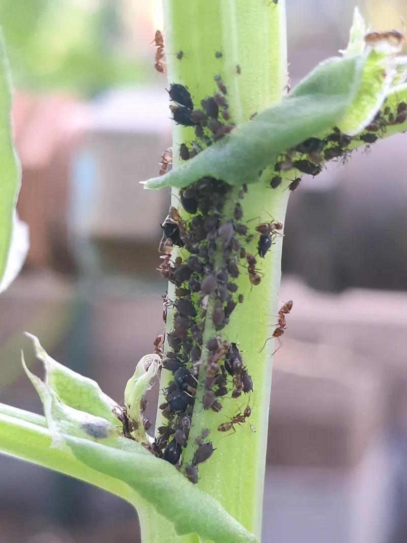 Food Sources Are Increasing In Spring