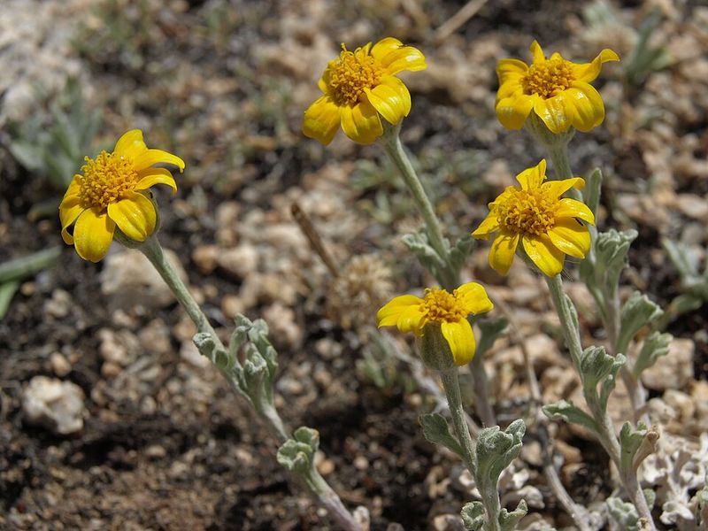 Drought-Tolerant Plants Make Summer Watering Easier