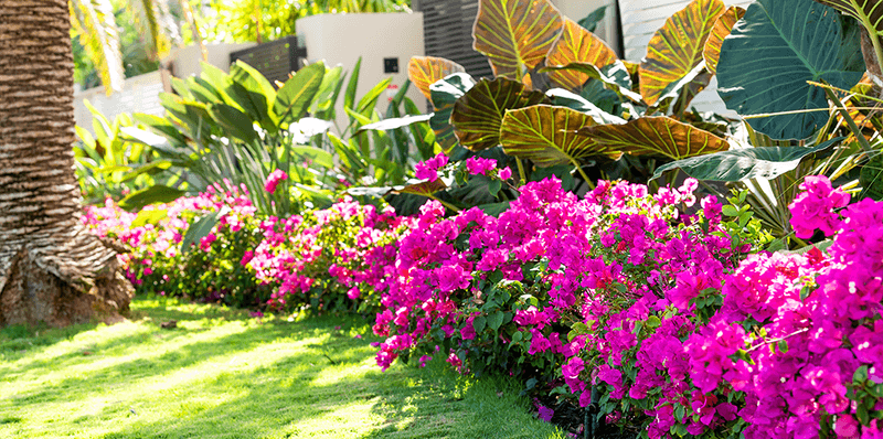 Color Comes From More Than Flowers