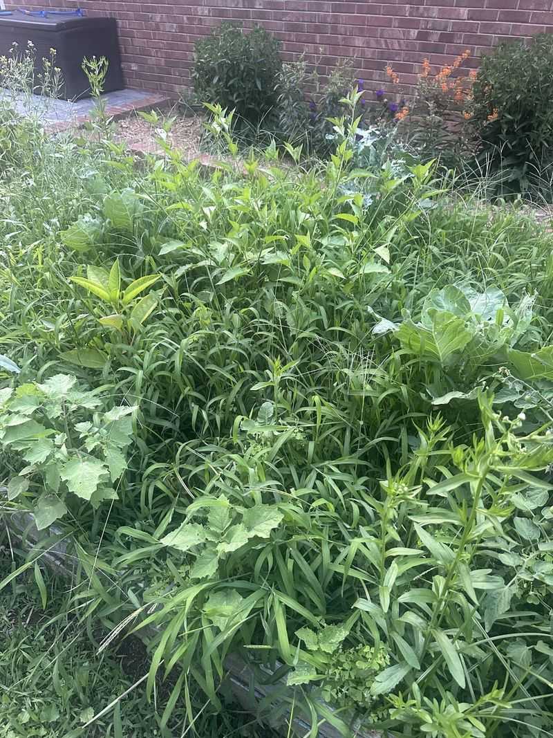 Winter-Weakened Weeds Explode In Spring