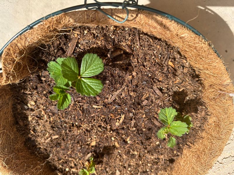 Growth Slows Down During Rising Temperatures