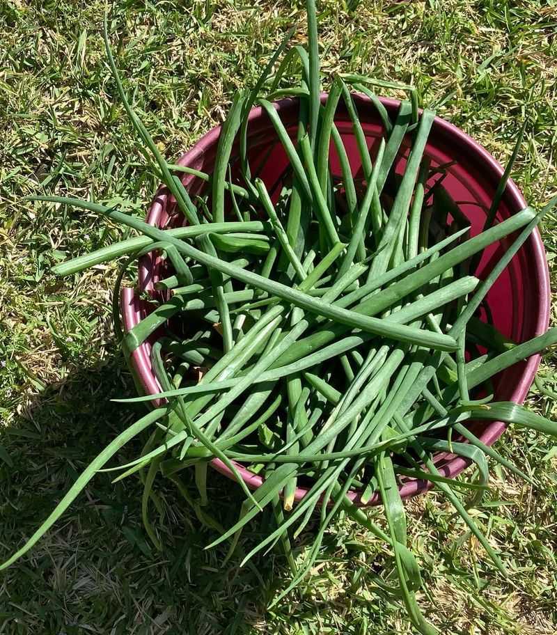 Green Onion Regrows After Cutting Multiple Times