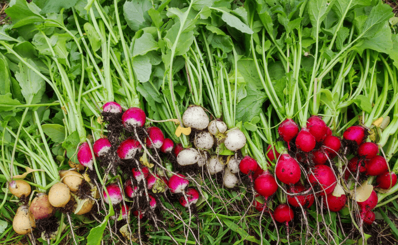 Radishes Mature Quickly And Fit In Small Areas