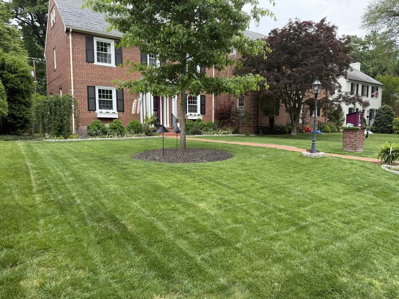 Reducing Lawn Chemicals Helps Protect Firefly Populations