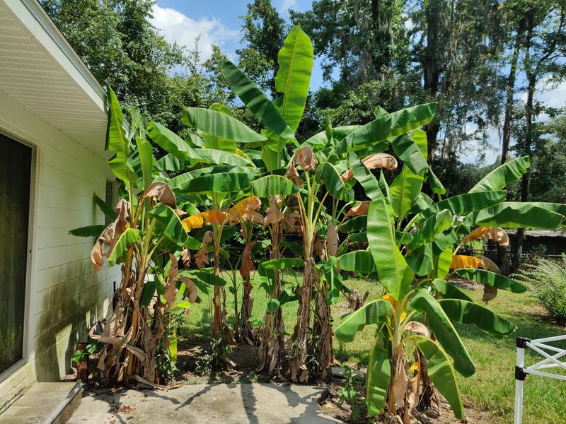 Hold Off On Banana Trees And Other Tropical Foliage