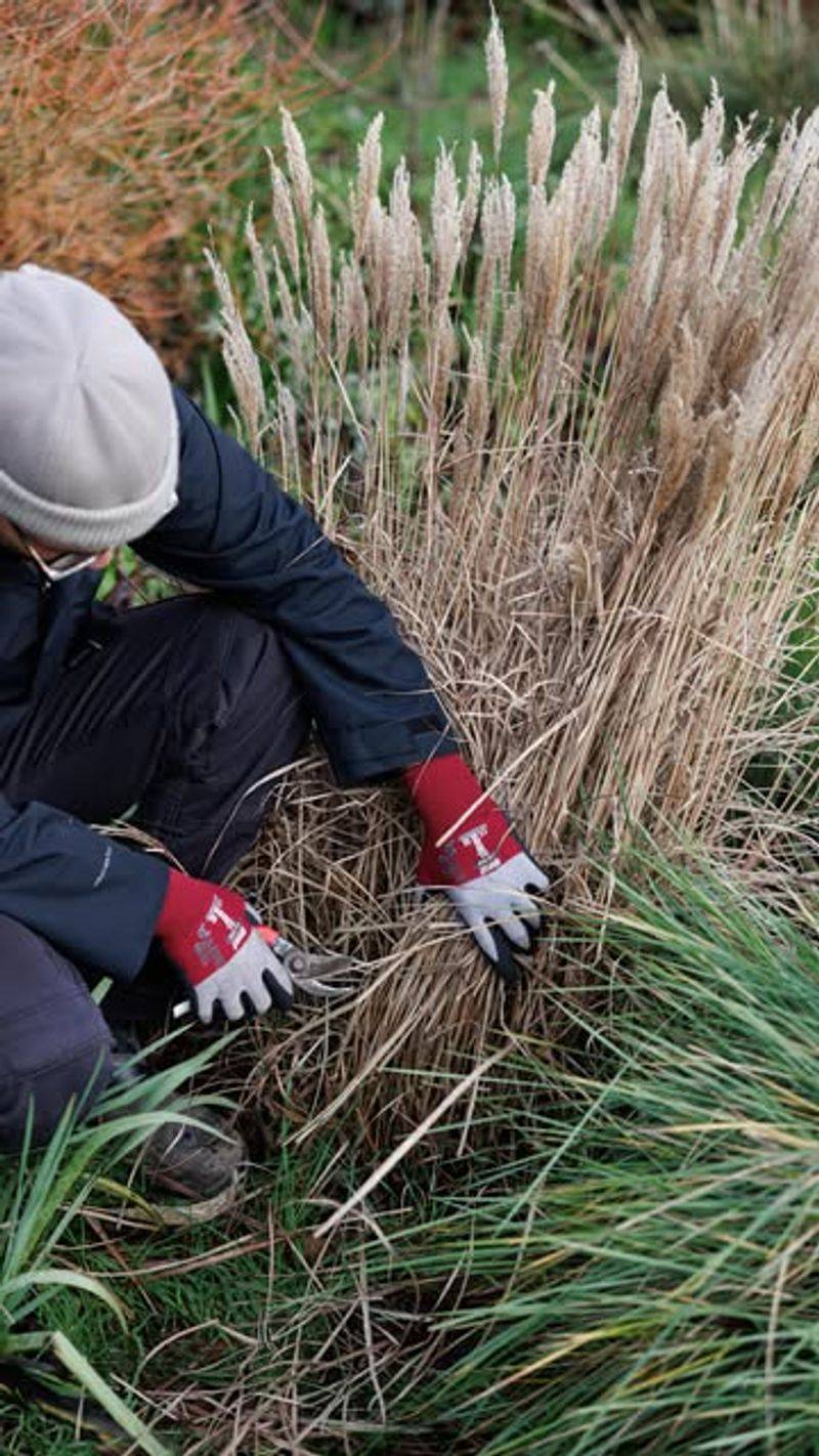 Avoid Common Pruning Mistakes Virginia Gardeners Make