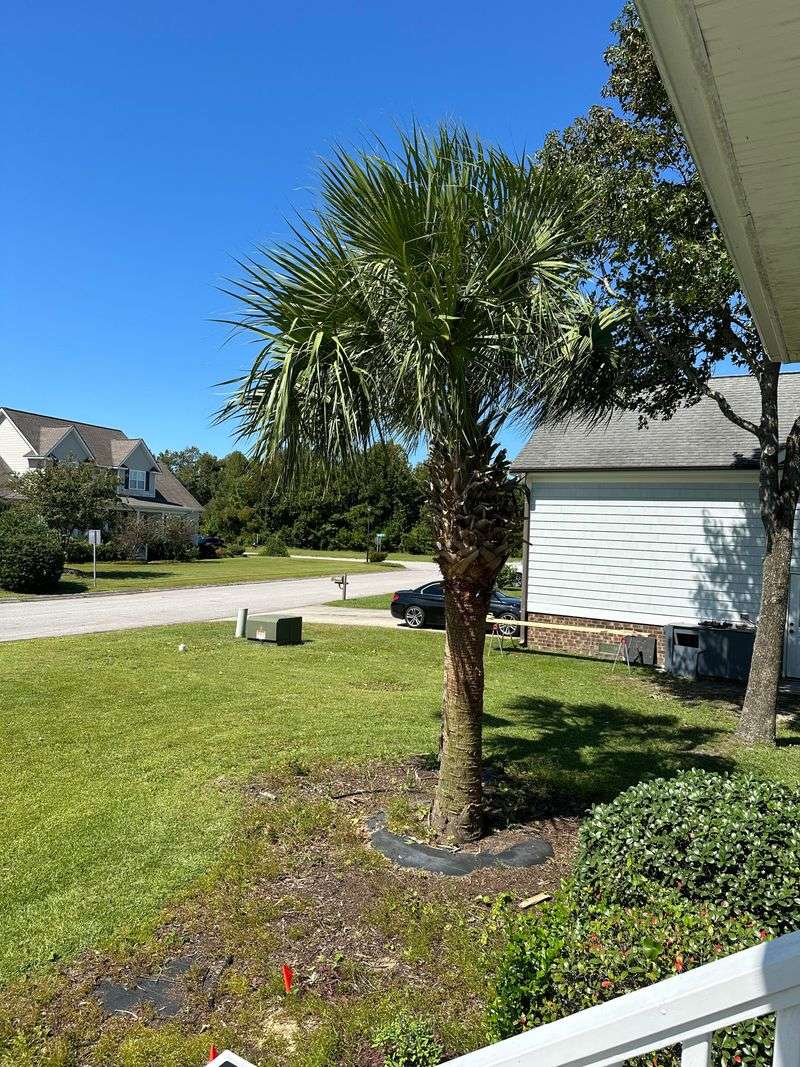 Avoid Over-Trimming Your Palm