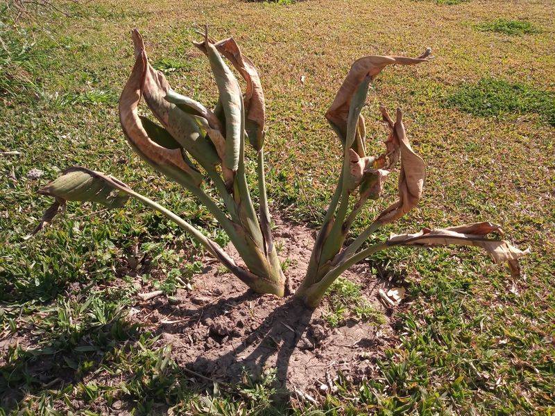 Tidy Frost Damaged Growth