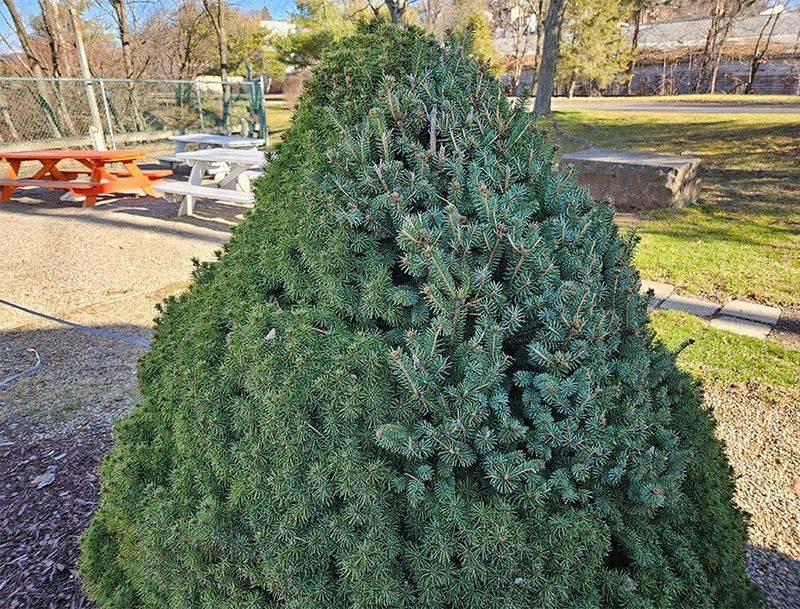 Do Not Shear Spruce And Fir Like Hedges