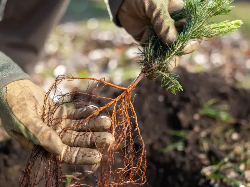 Plant Bare-Root Trees And Shrubs While Dormant
