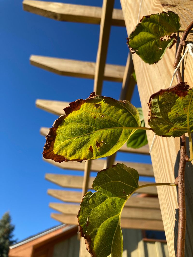 Leaf Edges Turn Brown Or Crispy Under Strong Sun
