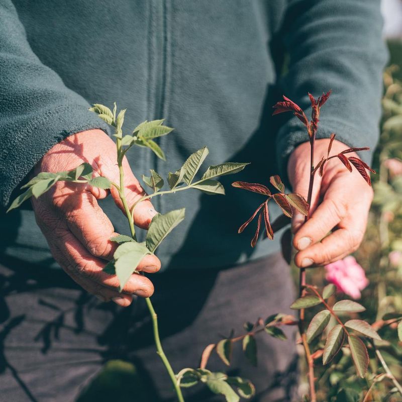 Forgetting To Remove Suckers