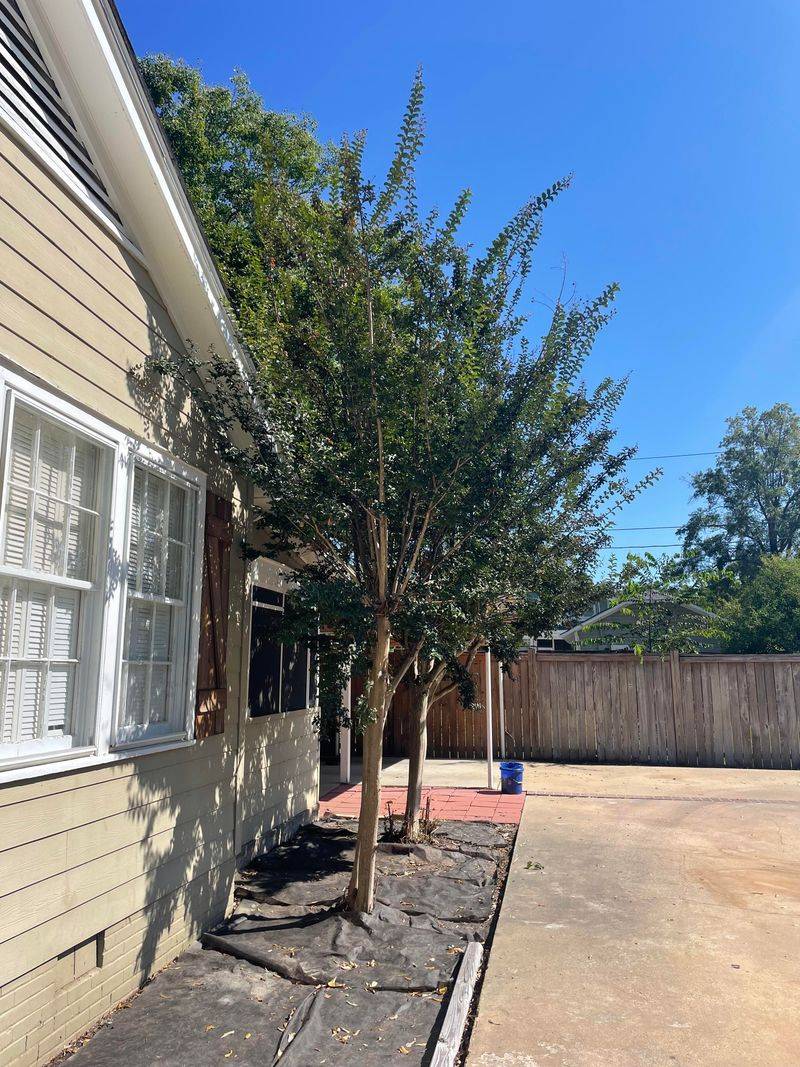 Planting Too Close To Buildings Or Walkways