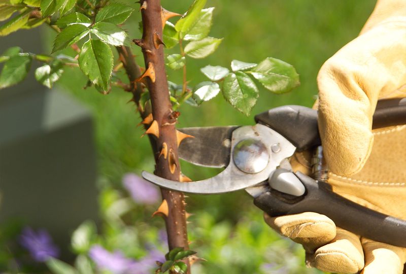 Using Dull Or Dirty Pruning Tools