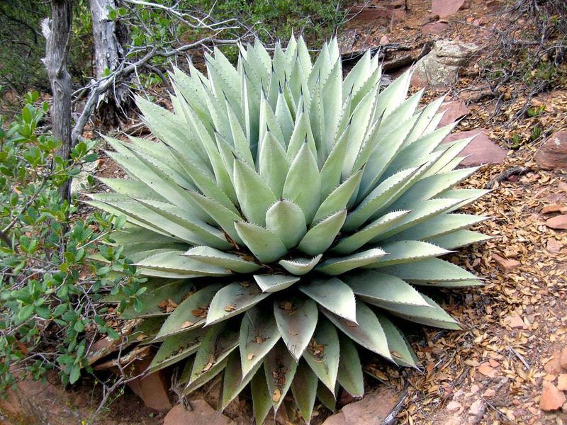 Parry's Agave (Agave Parryi)