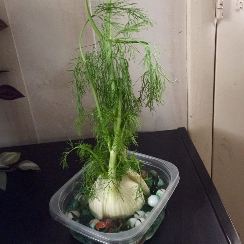 Fennel Bulb Bases Push Out Fresh Fronds In Water