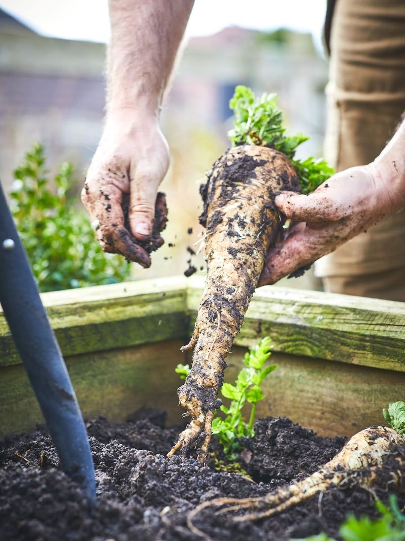 Parsnips Fighting Compacted Soil