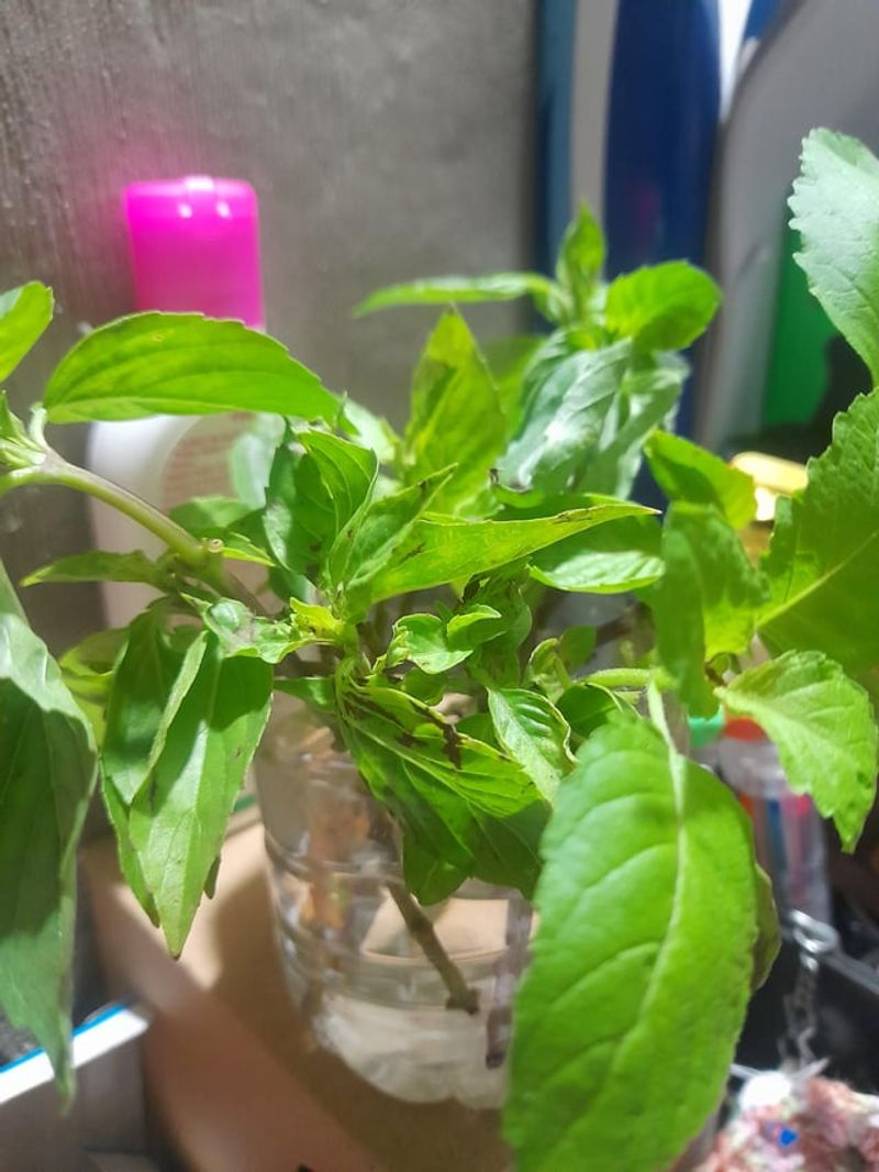 Endless Basil From One Stem