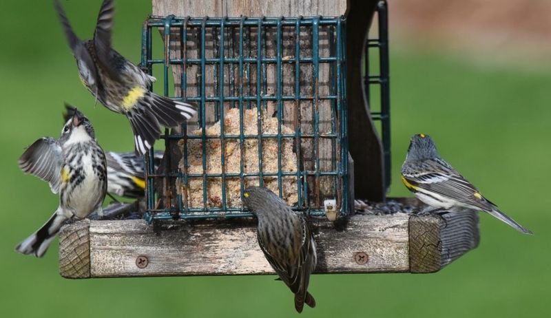 Consistent Feeding Disrupts Natural Foraging Patterns