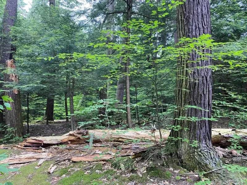 Ancient Hemlock Stands At Salt Springs State Park