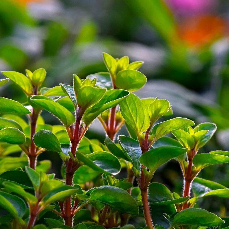 Winter Savory With Peppery Flavor And Hardy Growth