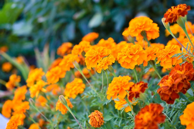 Marigold That Adds Sunny Garden Color