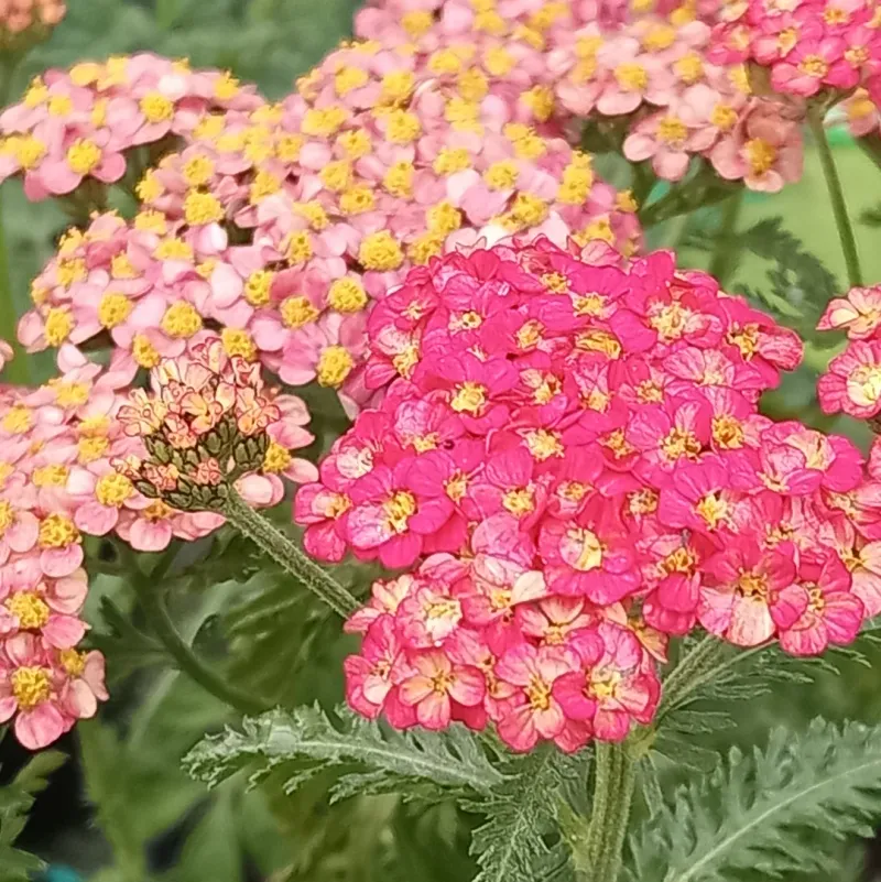Yarrow