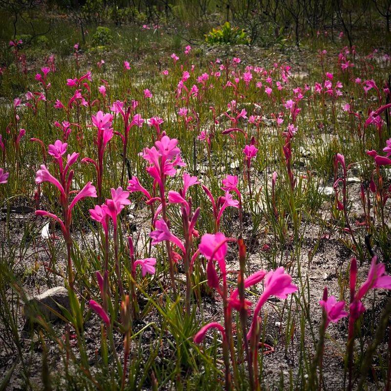 Nutrients Surge After Fire