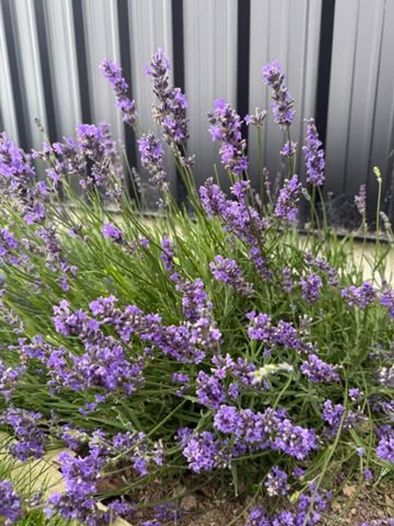 Easy Pruning That Keeps It Full And Blooming