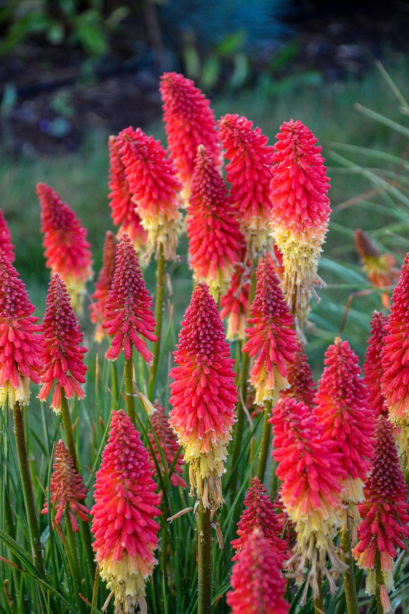 Add Red Hot Poker For Dramatic Vertical Color