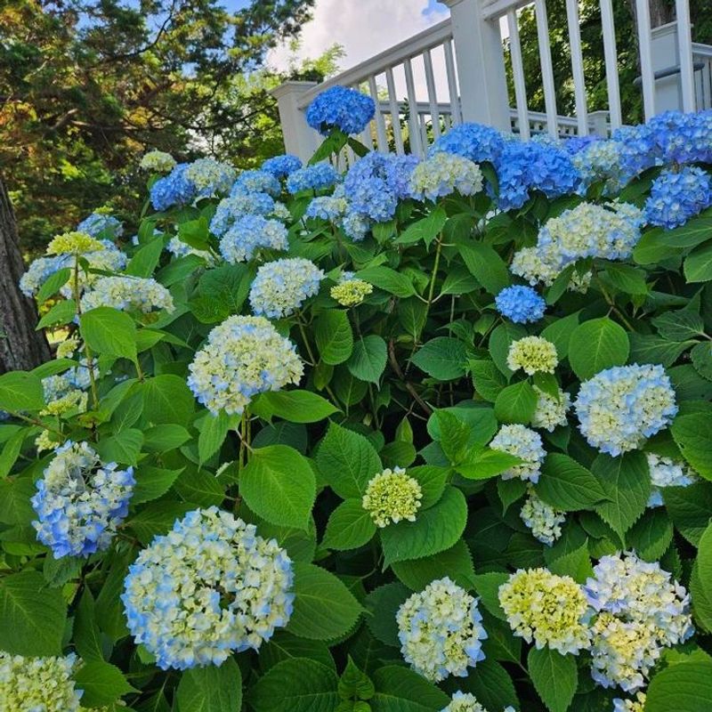 Avoid Cutting Back Bigleaf Hydrangeas In Early Spring