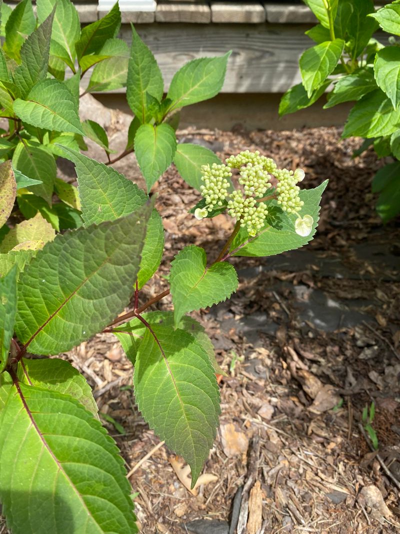 Direct Energy to Live Buds