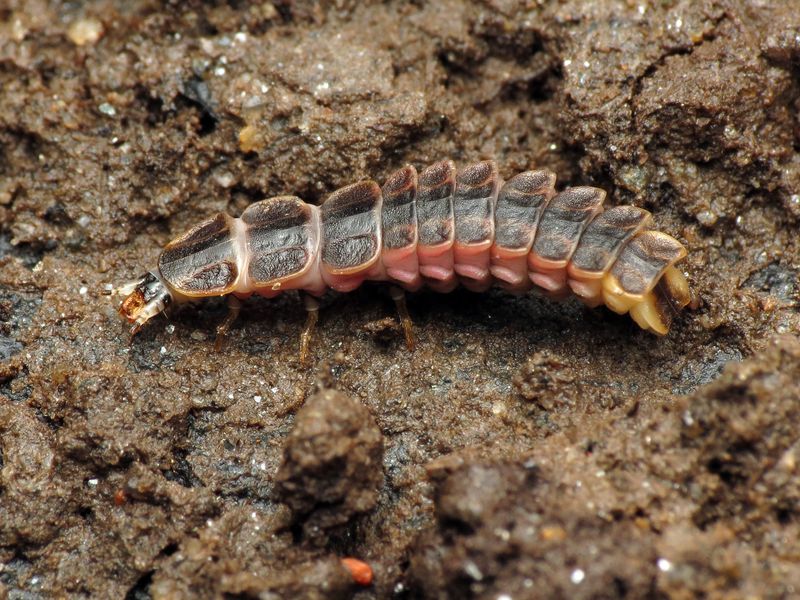 Undisturbed Soil Gives Firefly Larvae A Place To Develop