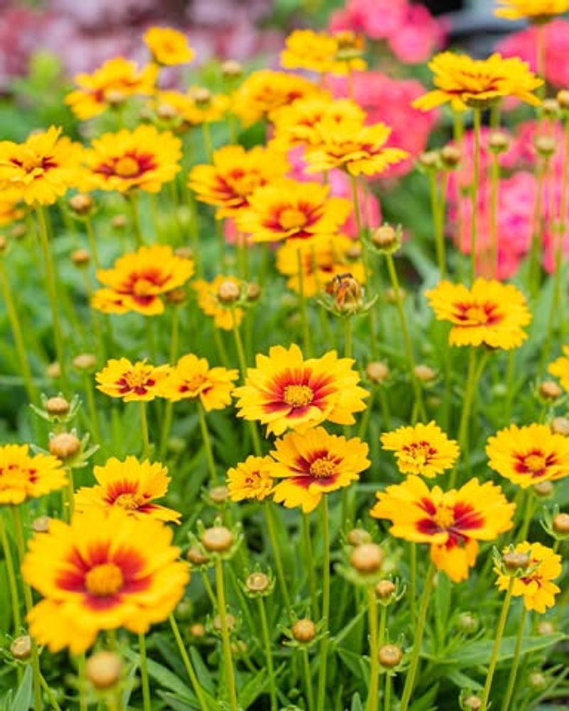 Illuminate Your Garden With Long-Blooming Coreopsis