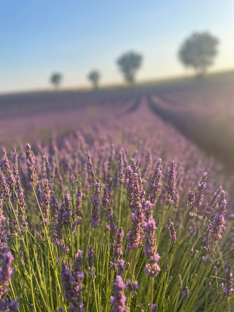 Full Sun Helps Lavender Stay Drier And Healthier