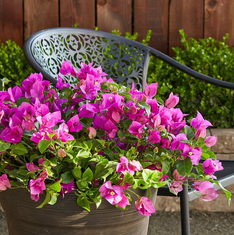 Keep Bougainvillea Slightly Root Bound In Containers