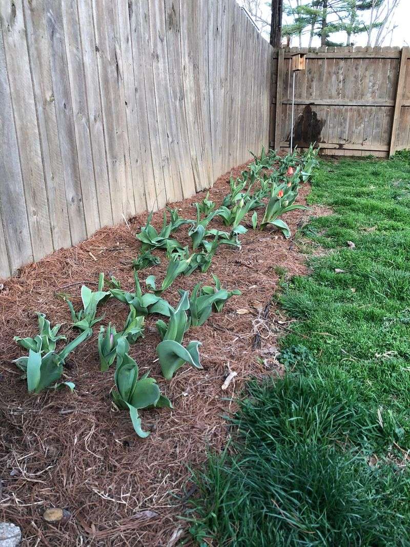 Prevent Rot With Smarter Mulching