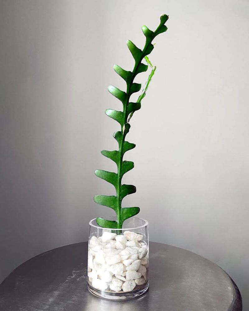 Use A Fast-Draining Potting Mix